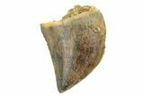 Serrated, Juvenile Carcharodontosaurus Tooth #249426-1